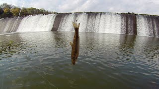 Scioto river spillway new never before caught fish!!!