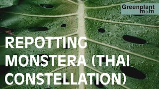 Repotting the monstera (Thai constellation)