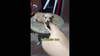 IT MAKES ME ANGRY #pets #pet #petlover #shorts #shortsvideo #cute