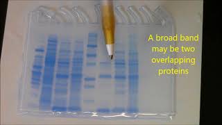 Beta lactamase purification:  Analysis with SDS PAGE