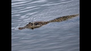 crocodile at koggala lake Sri lanka be careful.  🐊 කොග්ගල කිබුල්ලු аллигатор /Alligators/