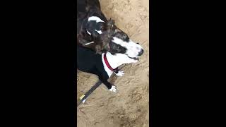 Baby pitbull vs bully dog🐕  enjoy friendly fight