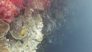 Fish   Pyramid butterflyfish