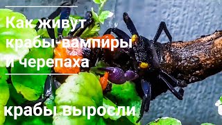 Палюдариум. Краб-вампир и мускусная черепаха