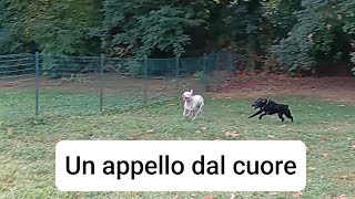 appello dal cuore #problema #appello #educazione #cani #cane #dog #rispetto #persone