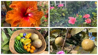 Harvesting fruits and vegetables from my terrace garden ! Garden Update !