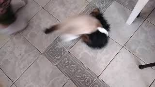 Gato Marte y Tomás jugando o peleando