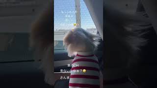 車のCM来ないかなぁ？🤤🔥#犬 #犬のいる暮らし #ドライブ #dog #shorts