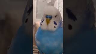 Watch  Bird LIGHT UP with These Happy Sounds! 🎶🐦 #birds  #viral #parakeet #parrot #shorts