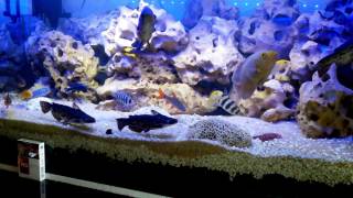 Aquarium Ikan Cichilds Mbuna Tank Nisso 213