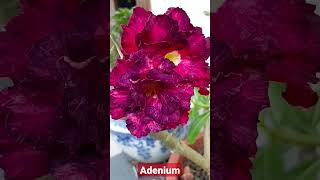 TOP Adenium FLOWERS Collection #fyp #adenium #beautiful #relaxing #desertrose