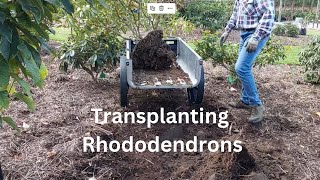 Transplanting Rhododendrons