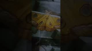 What a huge Butterfly