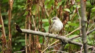 Striated Prinia