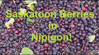 Picking Saskatoon Berries and Making Jam in Nipigon