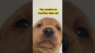 Talking to grandma be like; #puppylove #puppiesofyoutube #ytshorts #500subsclub