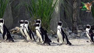 Penguenler                                  (Bursa Zoo)