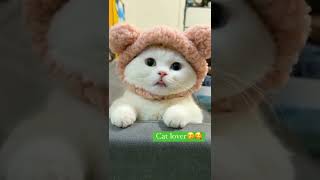 cute baby cat 🐈🐈🐈🥰🥰🥰 pls like subscribe share Thanks