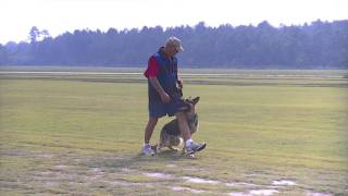 Vom Weiland German shepherd stud male training Schutzhund heeling June 24, 2011