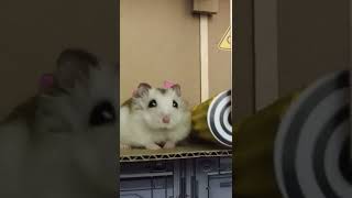 Cute!!! hamster￼ in a maze #shorts