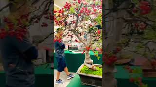 Cây kiểng l Japanese mini bonsai #music #shorts