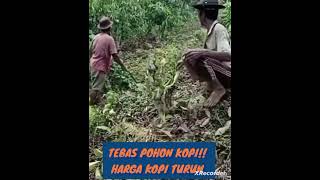 TEB4S POHON KOPI HARGA KOPI MENURUN