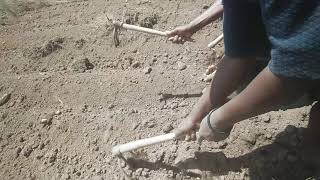 How to plant peas (minji) ... Mau Narok- Kenya