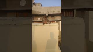 rhesus macaque eating banana