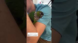 FUNNIEST PARROTS - Cute Parrot And Funny Parrot Videos Compilation [BEST OF]