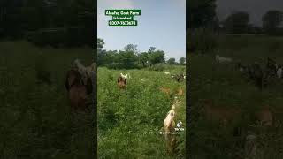 Goat Farming in Pakistan