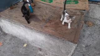 Cats of Eastwood City - Mama cat w/ 6 new kittens