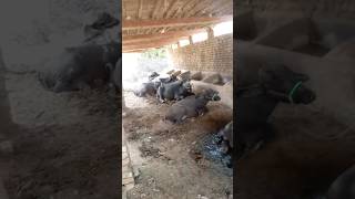 Buffalo and goats video in village#goat #youtubeshorts #animals #ytshorts #youtube #baffalo