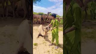 #camel #animals #comedy #wildlife #movement #villagelife #viralvideo