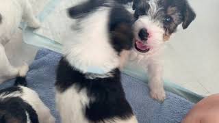 5 Week Old Wire Fox Terrier Puppies Playing