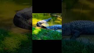 Crocodile | Wildlife Animals #shorts #wildlife #animals