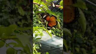 Butterfly Garden ~ Singapore Changi Airport