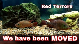 65 gallons of Red Terror for 60 days.