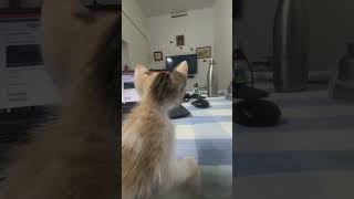 Tiny Kitten Mesmerized by the TV! 😻📺