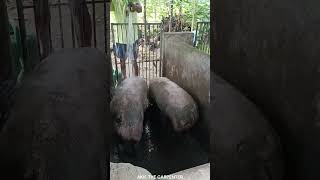 Amazing Backyard Pig Farming I Pigs Hog Fattening Industry in Leyte Philippines Akie The Carpenter -