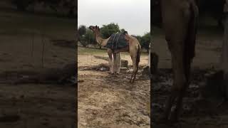 camelo pr load kese kr rhy hain how to use camel on load #viral #shorts #video #desertthar