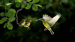 Stunning Birds Video, Wildlife Birds, Colorful Breathtaking Birds, Beautiful Birds | Lavish Nature