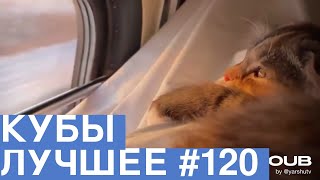 Best Coubs | Кубы лучшее #120