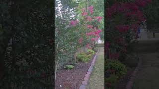 Pink, Crape Myrtle Trees in full Bloom