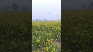 #sarso #sarson_ki_kheti #animals #mustard #mustardoil #viral #shortvideo #trending