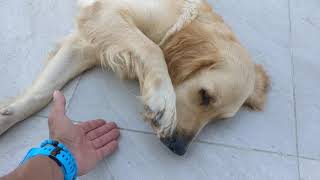 My Golden Retriever shaking hand while laying on the floor