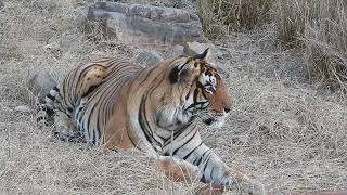 Male Tiger surprises tourist at Ranthambore -April 2024