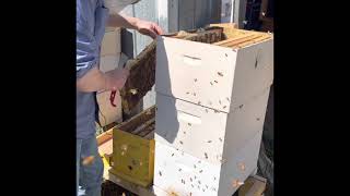 Splitting a bee hive in under 10 minutes