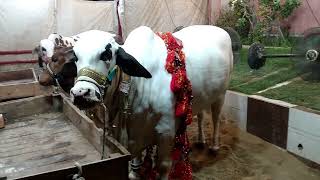 Cow of 786 Cattle Farm