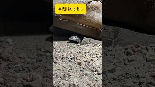 かくれんぼ／体験型動物園iZoo［YouTube動物園］#スナオオトカゲ