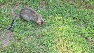 Cat catches and eats a giant bird-sized grasshopper! Raw video, unedited